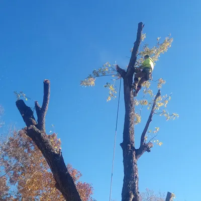 My Tree Guys LLC