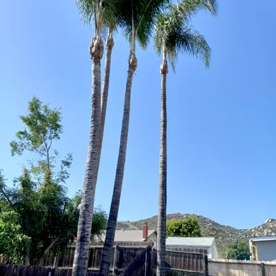 Carrillo Tree Service