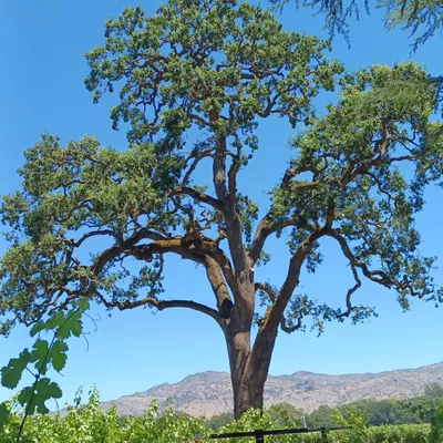 King’s Tree Service