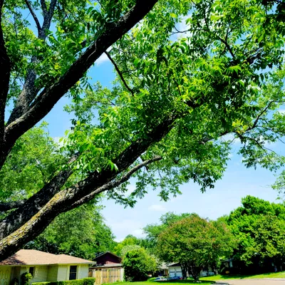Duradera Tree Care