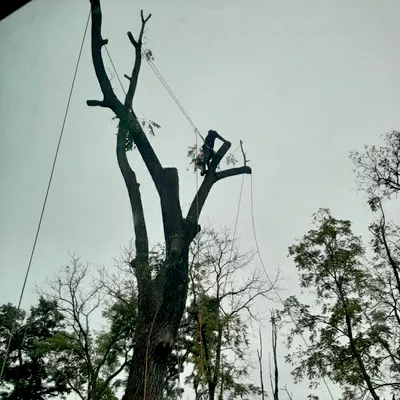 Lemus tree service LLC
