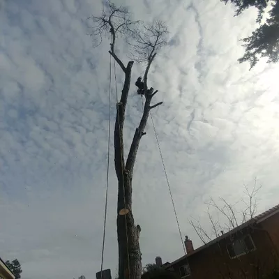 J.R. Tree Care
