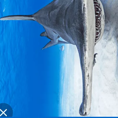 Hammerhead home maintenance