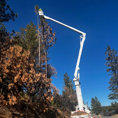 Junior.s Tree service