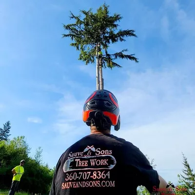 Sauve & Sons Tree Work