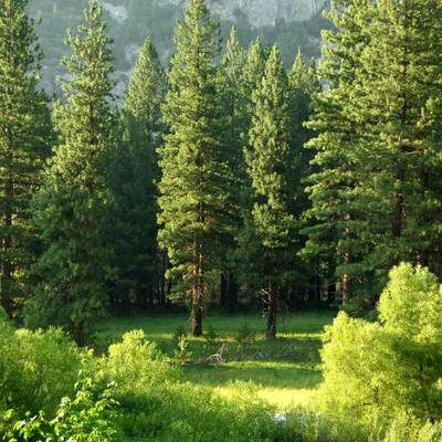 All right tree service co