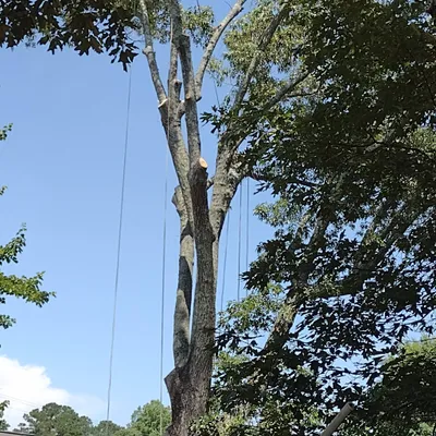 Poorboyz Tree svc