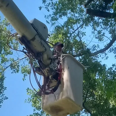 crackerjack tree service and lawn