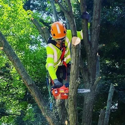 Limb Trees LLC