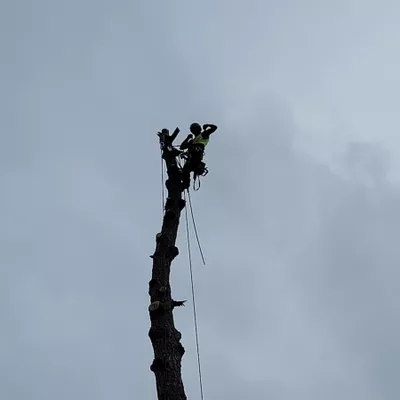 Sparkey and T tree