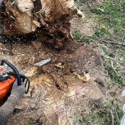 Tampa Bay Cheap Tree Services