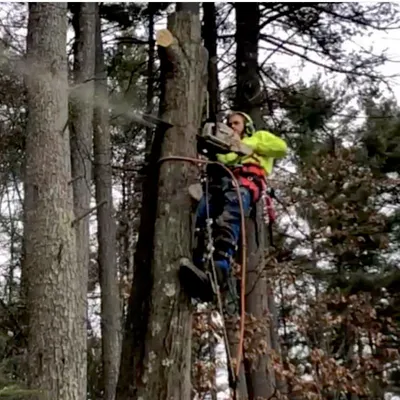 Leafy Tree Care
