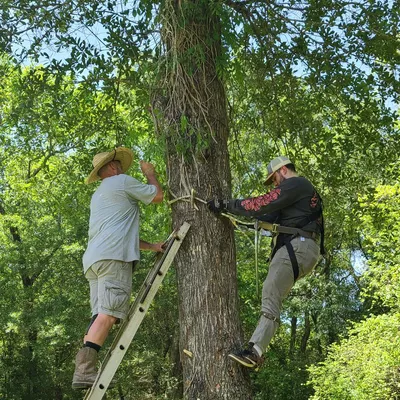 Texas Tree Wranglers