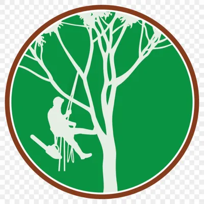 Mora tree services