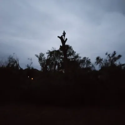 CF Prestige Tree Services