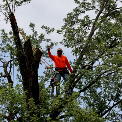 Carlos Tree Specialists LLC