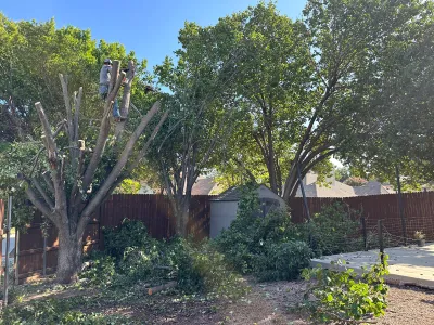 J Huerta tree service