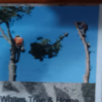 White's Tree & Home Care
