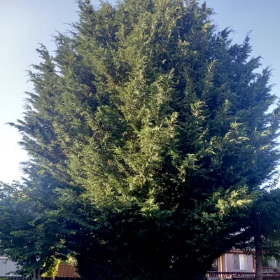 Highlander Logging and Tree Service Inc