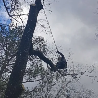 Mill's Tree & Debris Removal Service