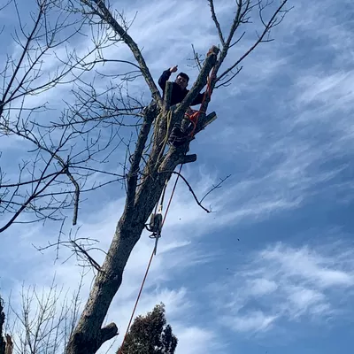 Warriors Landscape and Tree Service LLC