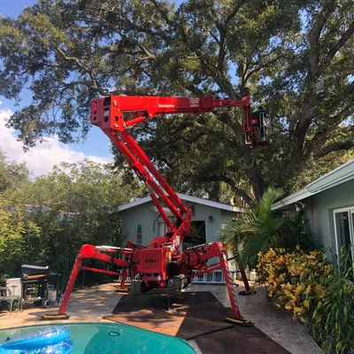 Proper Cut Tree Care