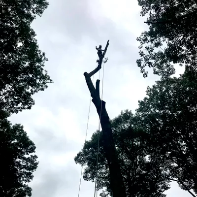 A & A Tree Services LLC.