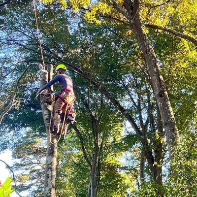 CJ TREE SERVICE LLC