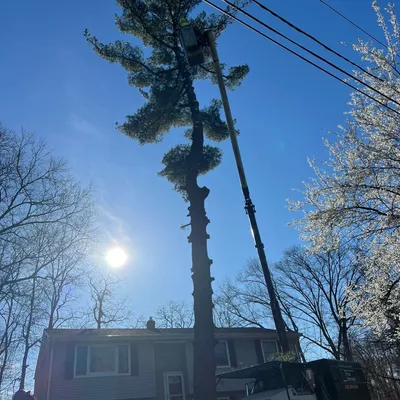 Abraham Tree Services