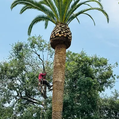 AM tree service