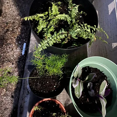 Homestead Garden and Home