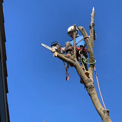 Community tree services
