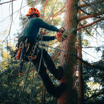 black panther tree removal