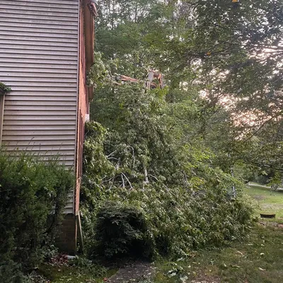 Sanchez Tree service & Landscaping