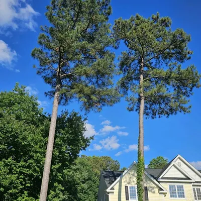Dorian’s tree service