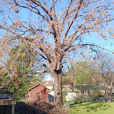 Browns Tree Service