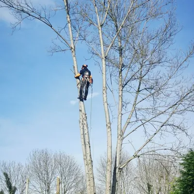 Pro Tree Services