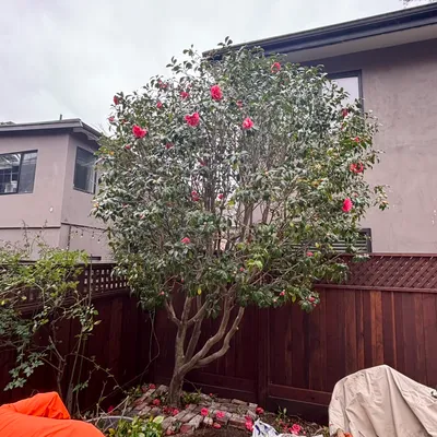 Sam’s Expert Tree Services