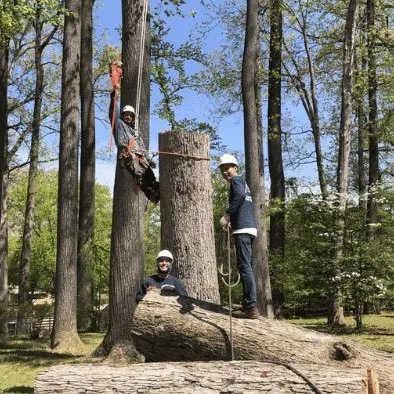 TR tree service