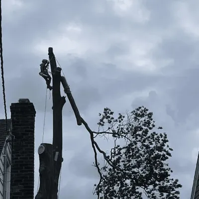 Robert Tree Services