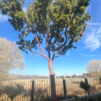 Big trees LLC