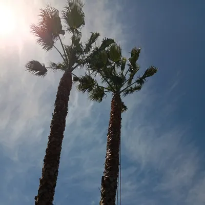 Xio tree service