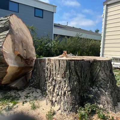 TNT Tree Service