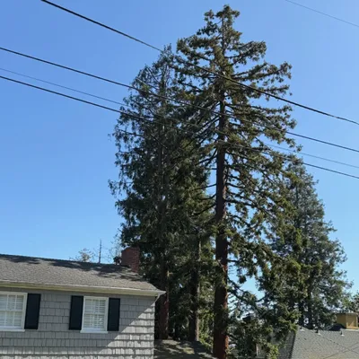 Josco Tree Services