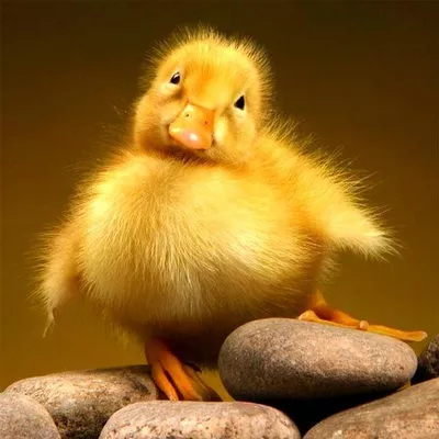 Squeaky Duck Cleaning