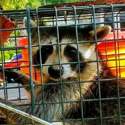 Expel Wildlife