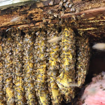 Bluegrass bee and wildlife removal