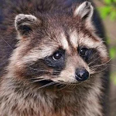 Beach Boys Wildlife Removal