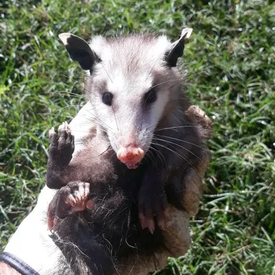 Jt Wildlife Removal