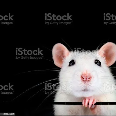 Remove Rats 4 Good